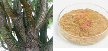 Salix