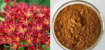 Rhodiola